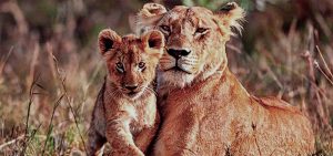 Gir National Park Guide – Safari Tips & Travel Info